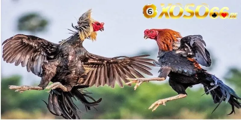 Luật chơi đá gà Mỹ cá cược ra sao?